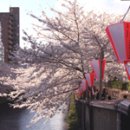 画像: 今年の桜は・・・