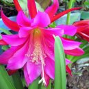 画像: ビビッドなお花に引き込まれました！