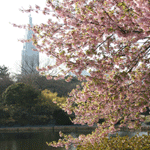 画像: 桜の新宿御苑